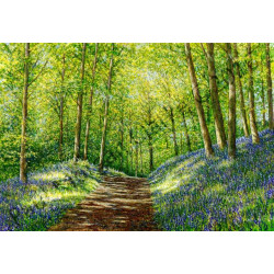 Bluebell Woods by Paul Morgan Clarke