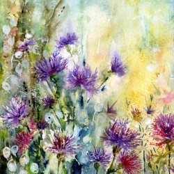 Knapweed by Vivian Riches